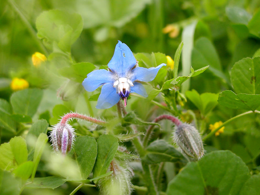 Borago officinalis / Borragine comune