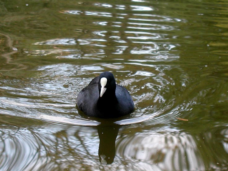 Folaga - Fulica atra