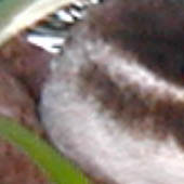 Gobbo rugginoso (quiz)