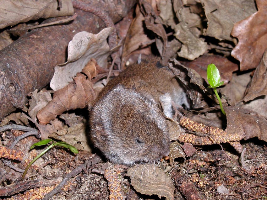 Arvicola di Savi. Microtus savii