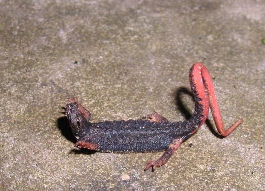 Stretching anfibio...Salamandrina perspicillata