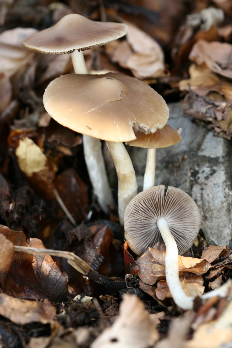 Funghi da determinare