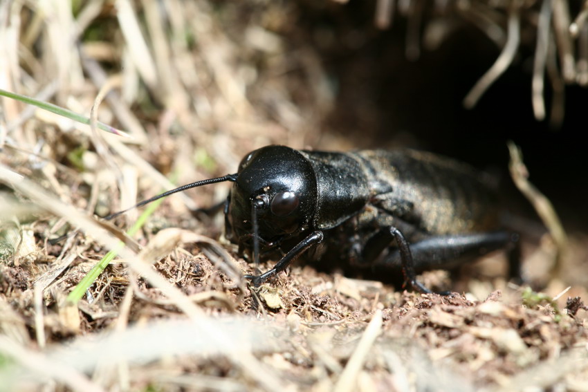 Gryllus campestris