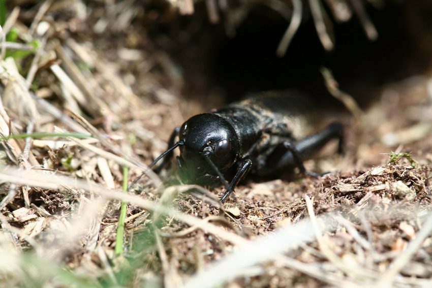 Gryllus campestris