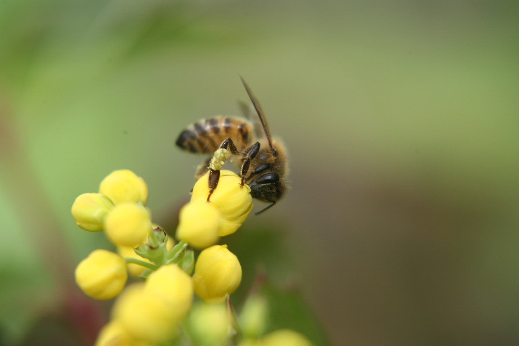 Gryllus campestris