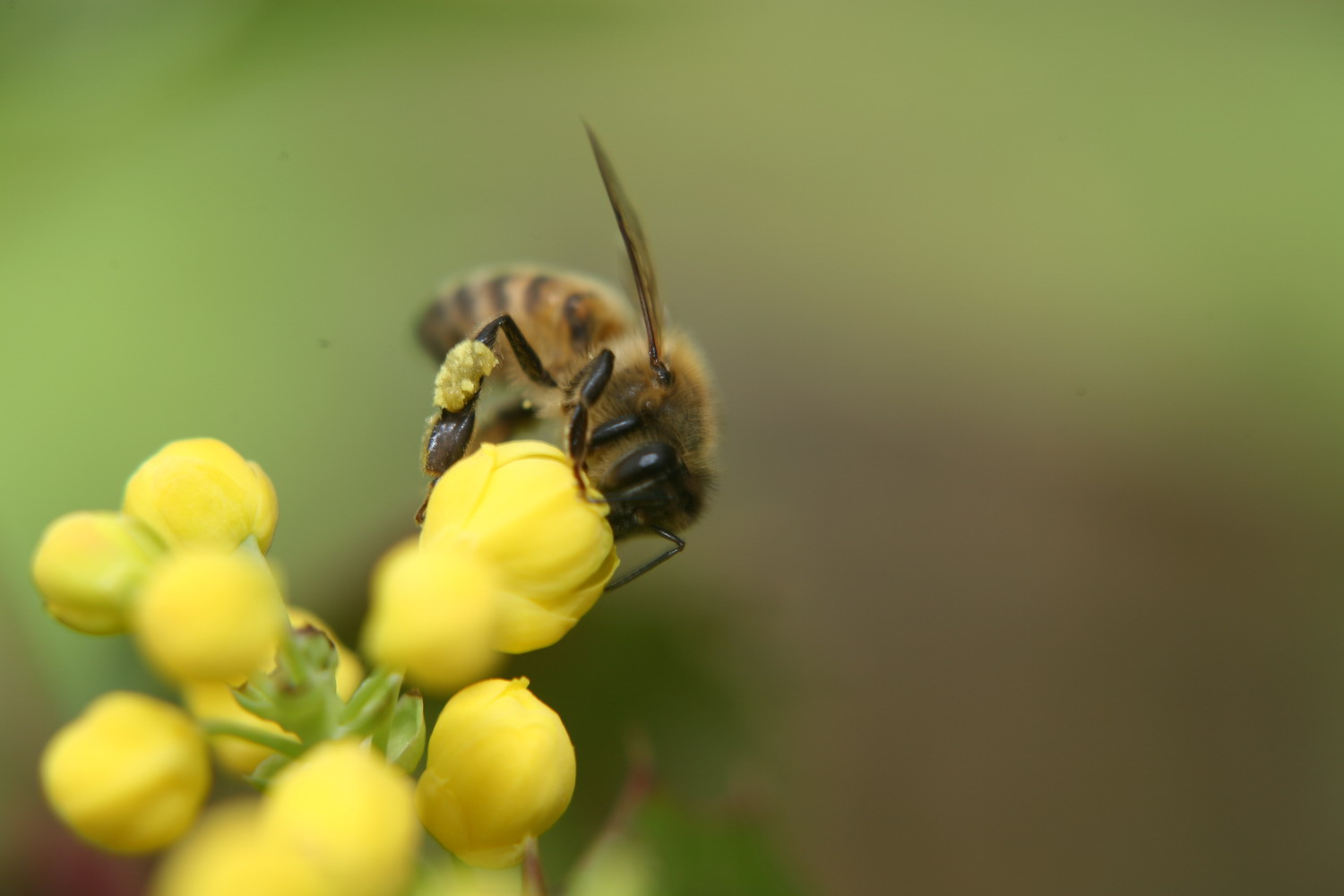 Gryllus campestris