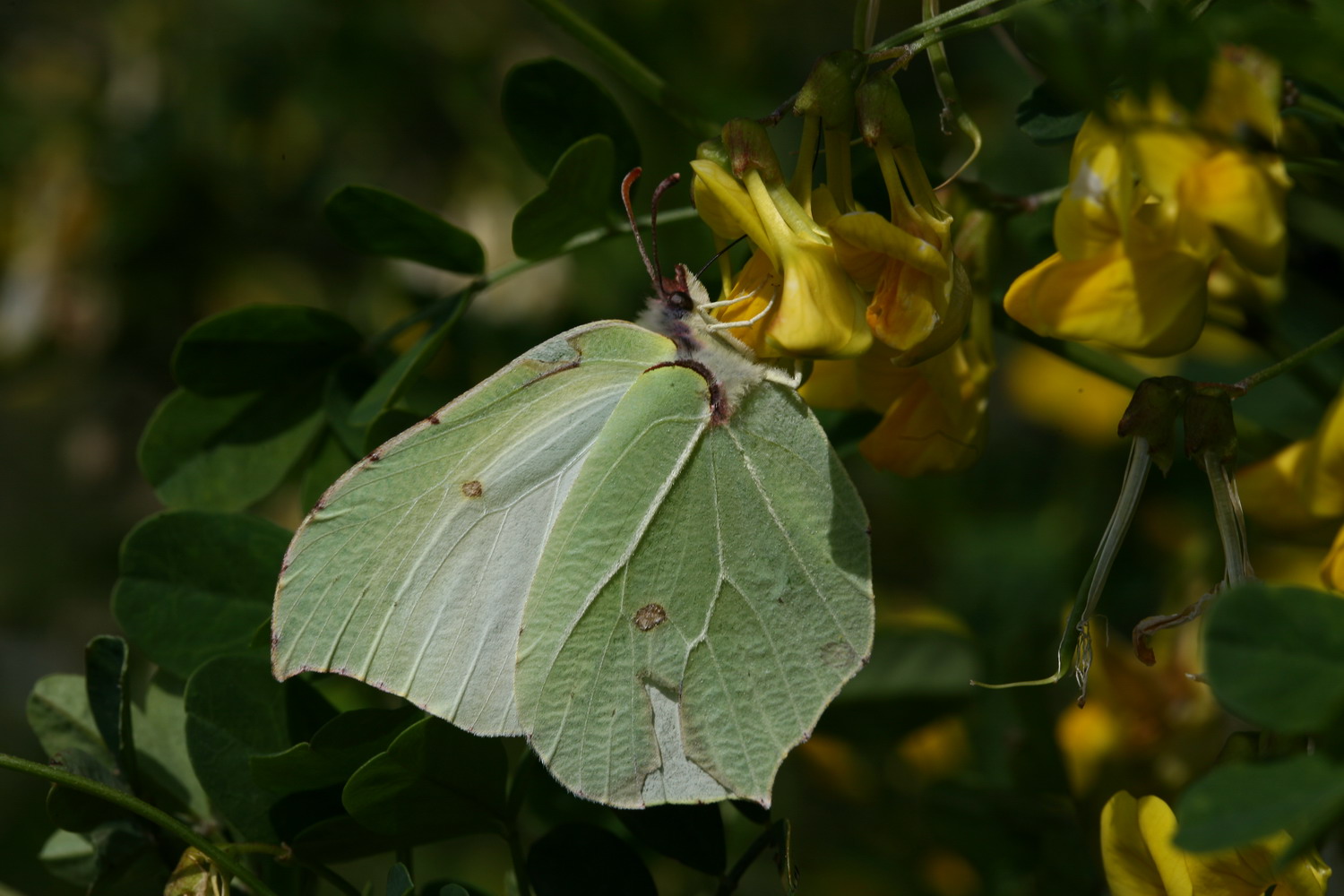 Farfalle e altro