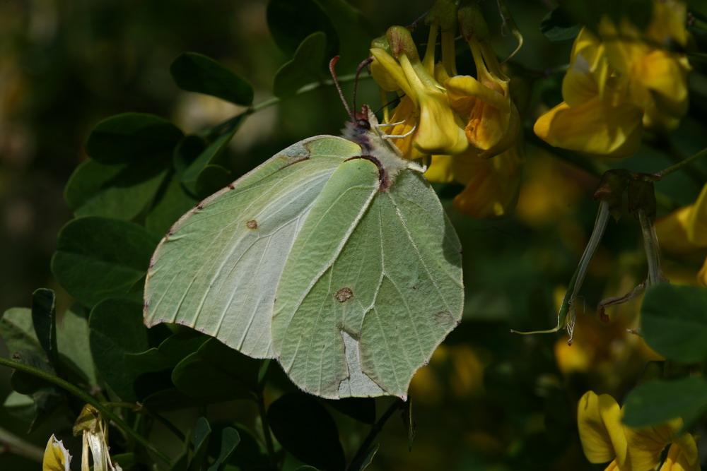 Farfalle e altro