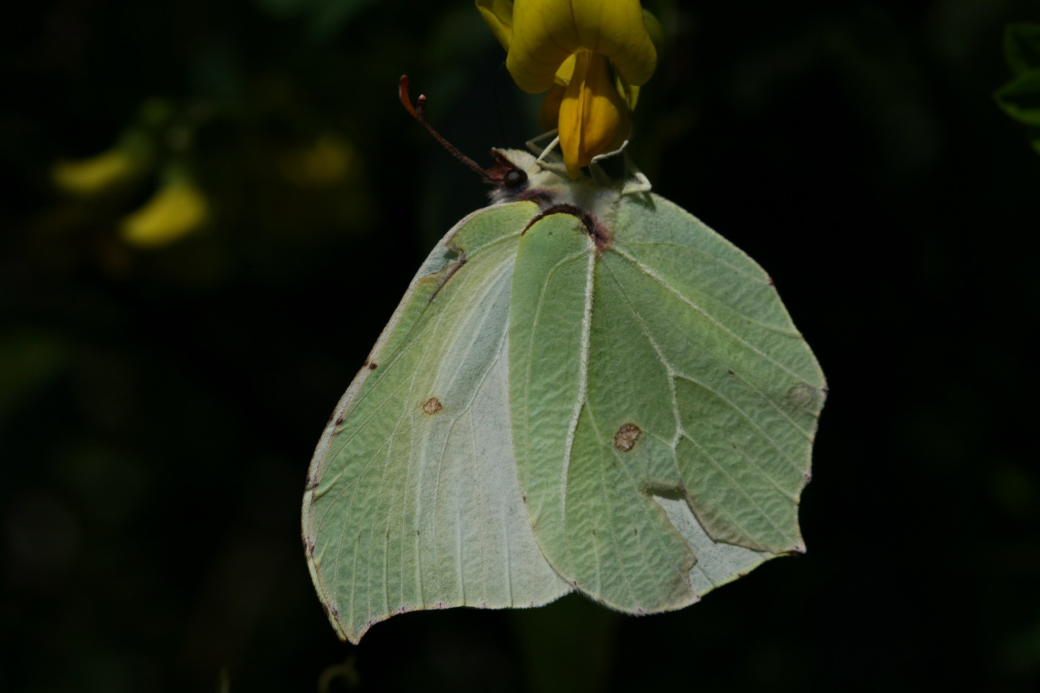 Farfalle e altro