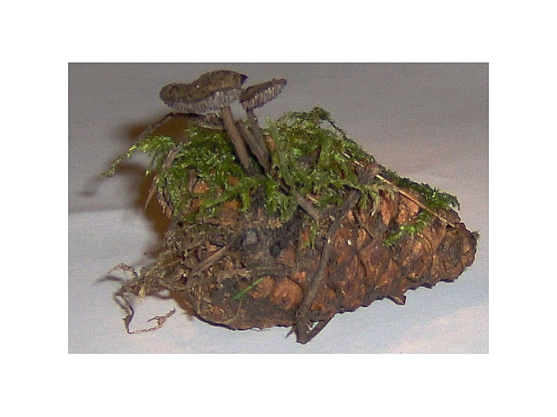 Auriscalpium