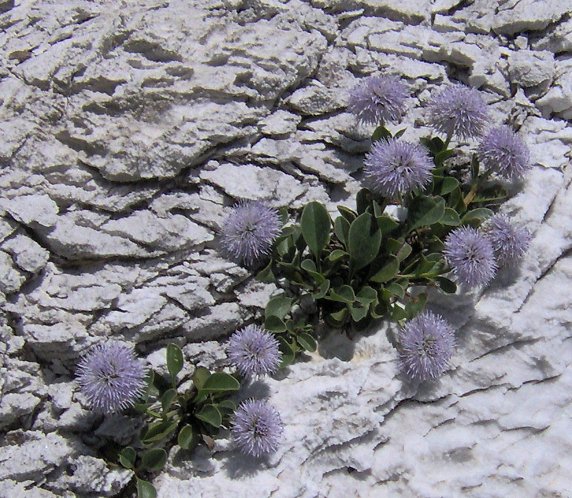 Globularia incanescens / Vedovelle delle Apuane