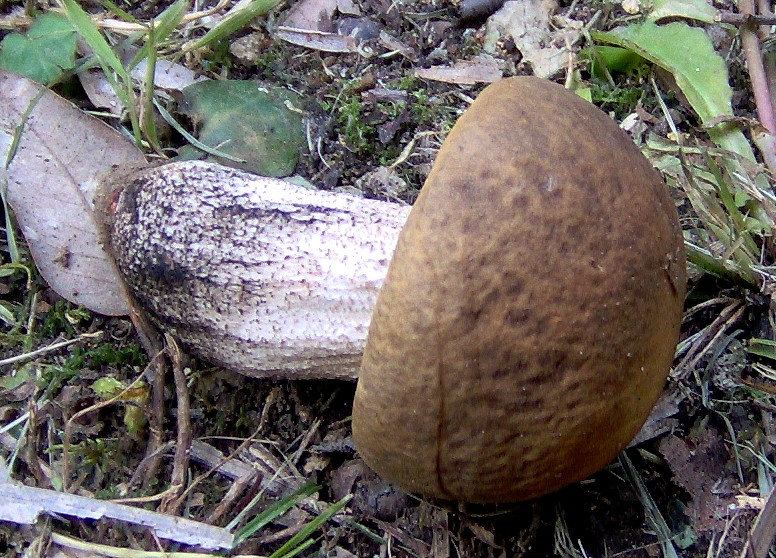 Leccinum carpini
