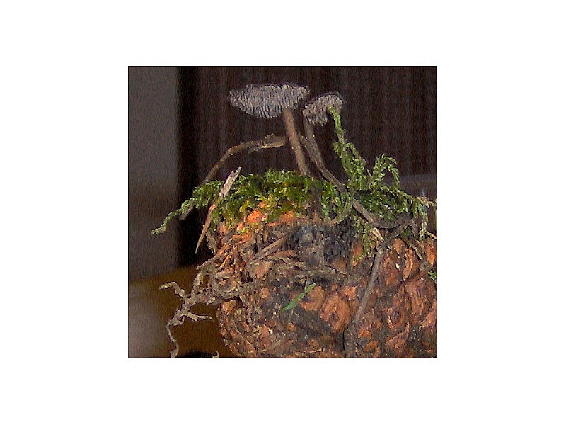 Auriscalpium