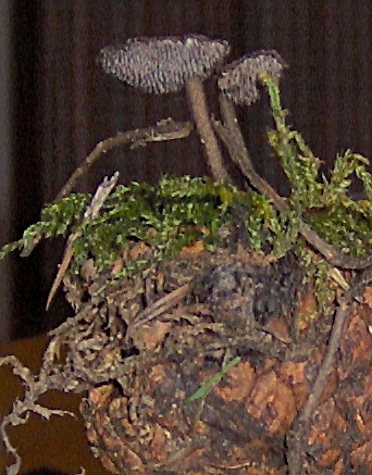 Auriscalpium