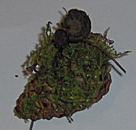 Auriscalpium