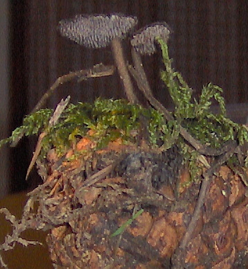 Auriscalpium