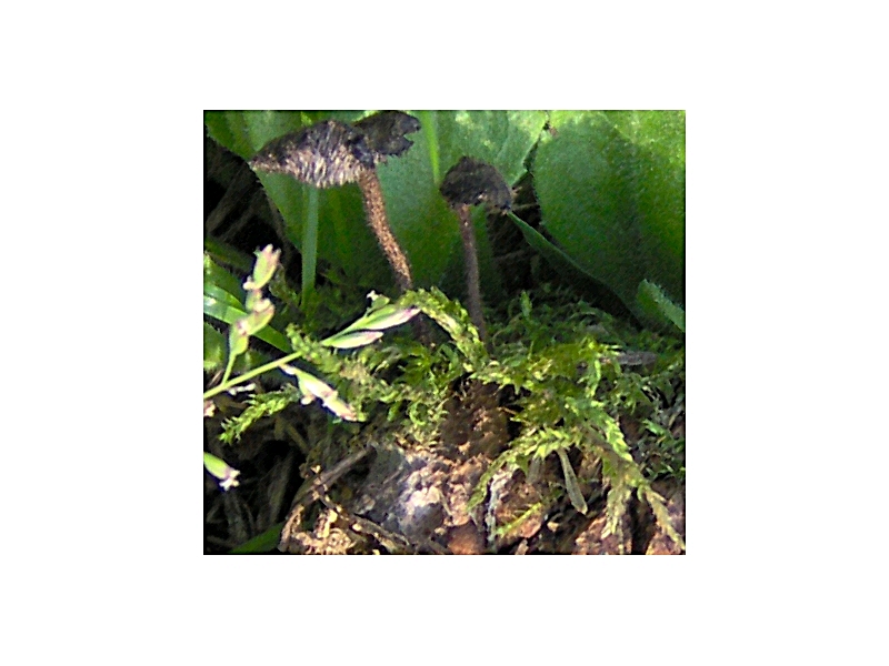 Auriscalpium