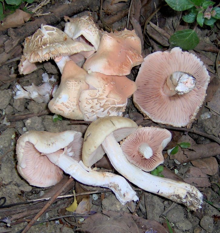 Reperto primaverile (Entoloma saepium)