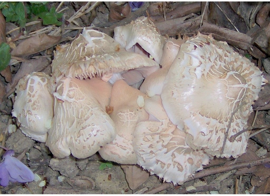 Reperto primaverile (Entoloma saepium)