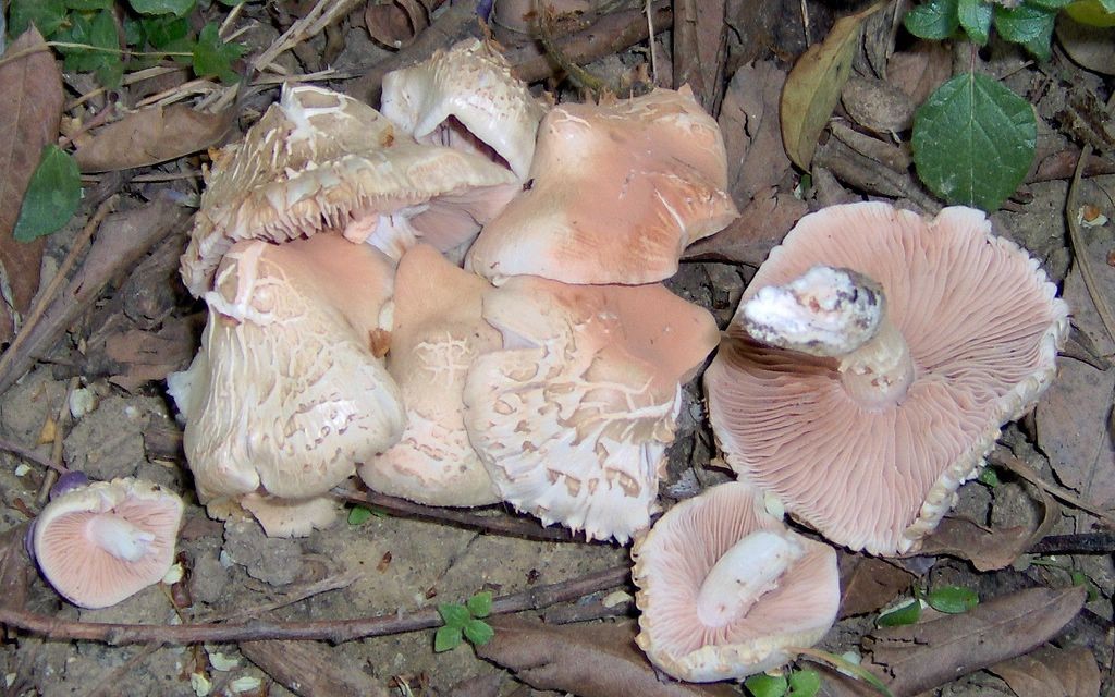 Reperto primaverile (Entoloma saepium)