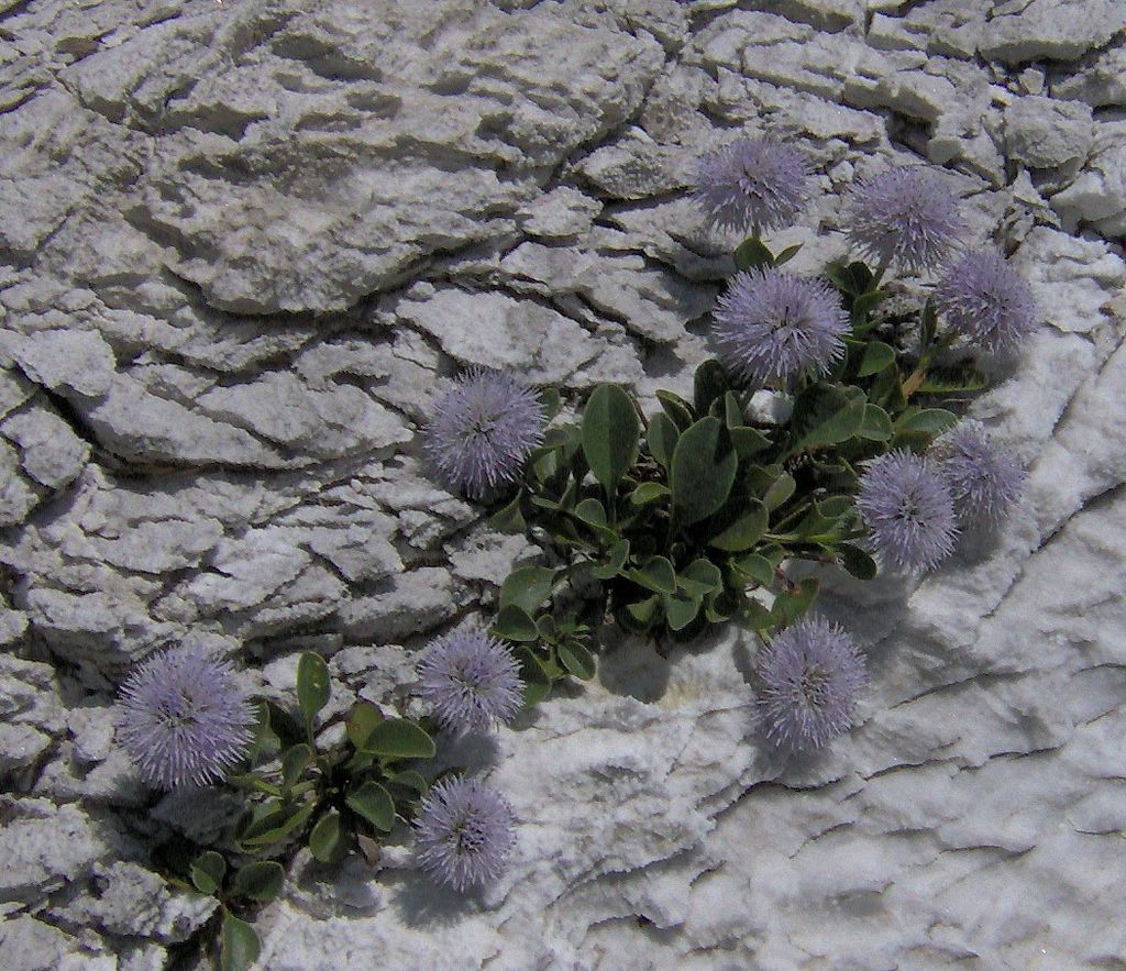 Globularia incanescens / Vedovelle delle Apuane