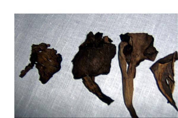 Craterellus fallax = C.cornucopioides=C.konradii
