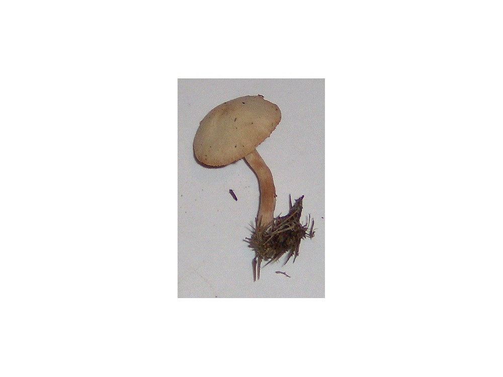 Tubaria furfuracea