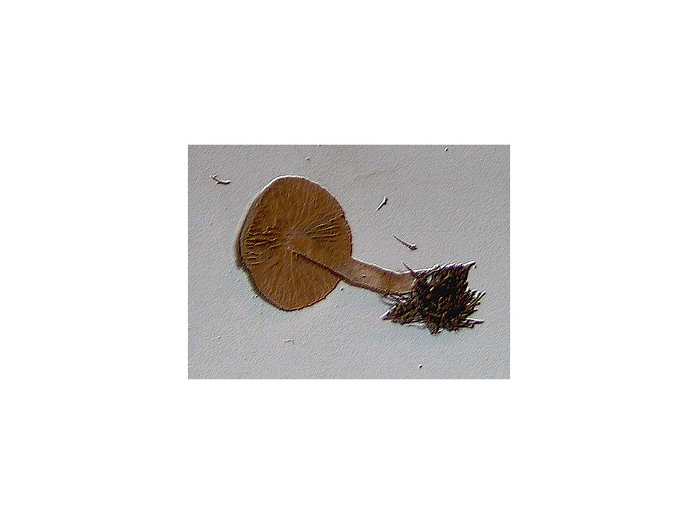 Tubaria furfuracea