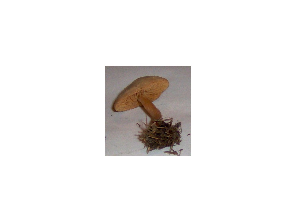 Tubaria furfuracea