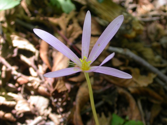 Colchicum  autumnale / Colchico d''autunno