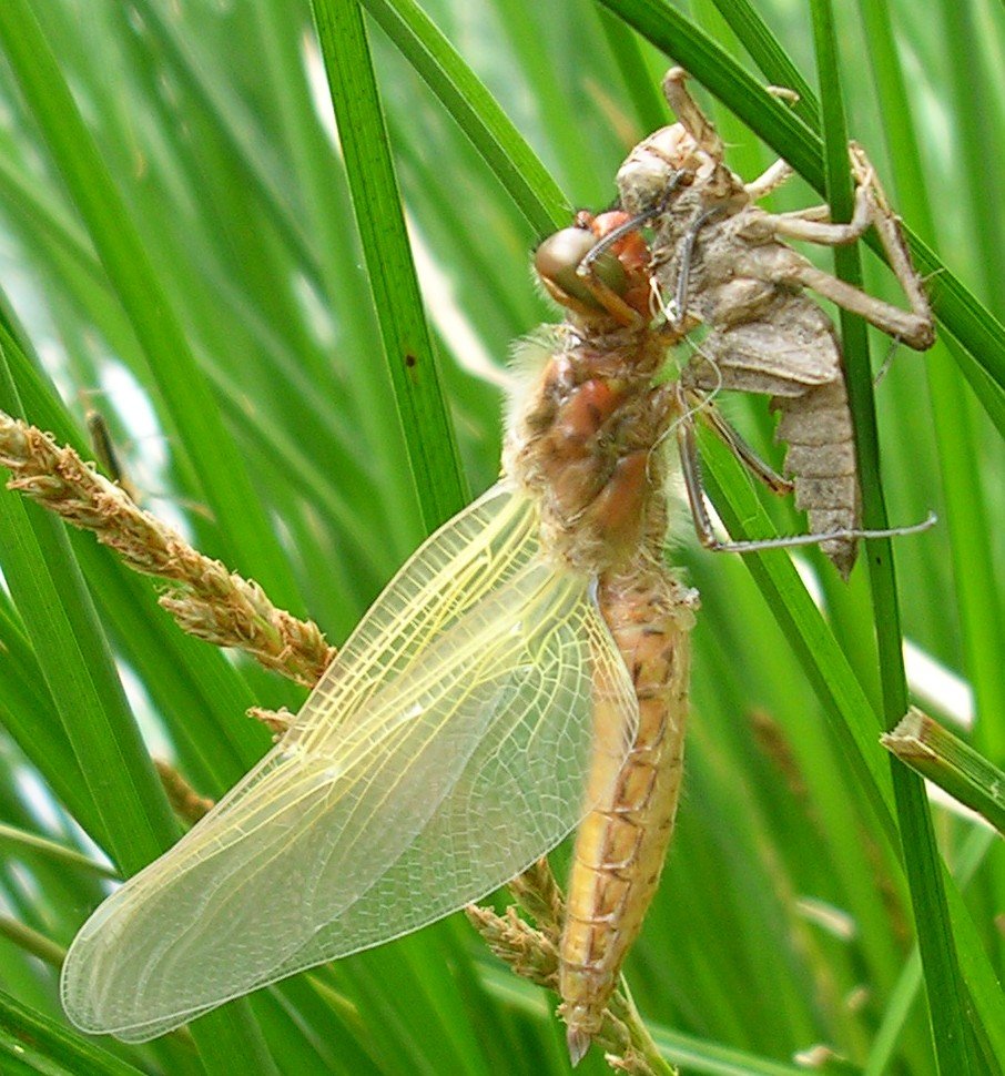 Libellula fulva