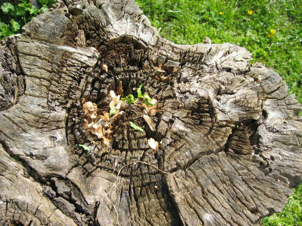 I Funghi primaverili: Agrocybe aegerita