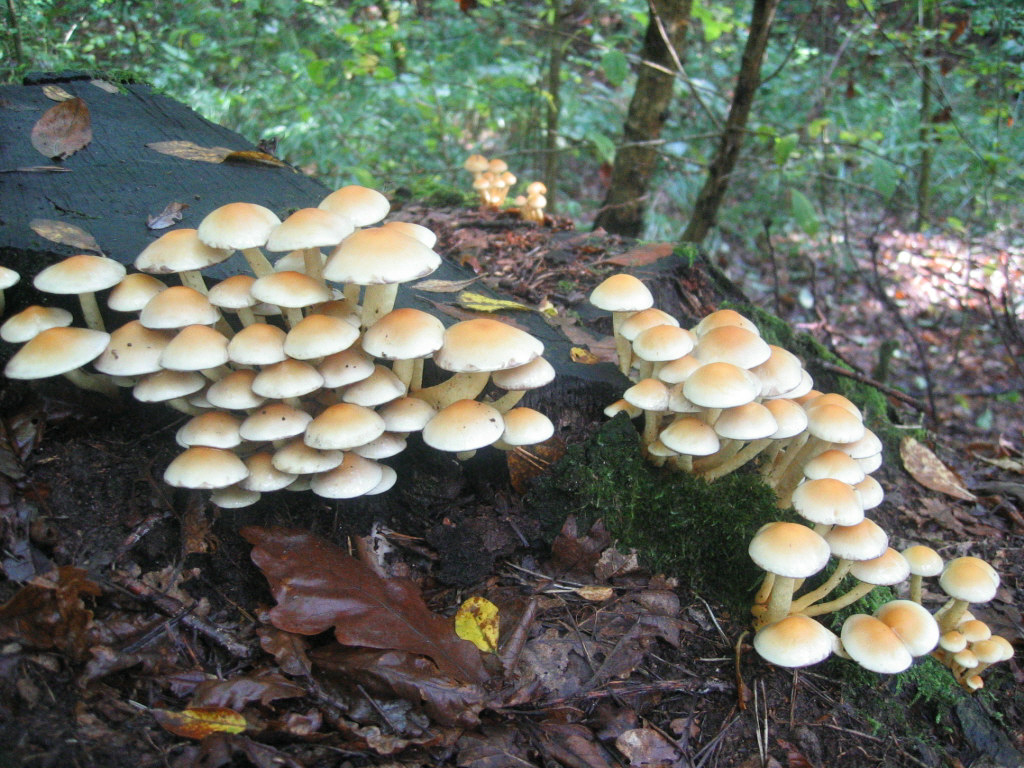 Hypholoma fasciculare  Tolfa 400 mt. s.l.m. sotto latifoglia