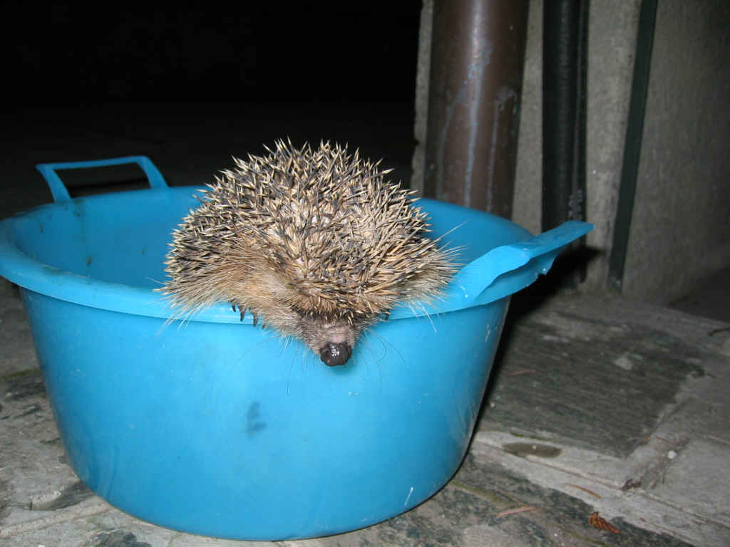 Riccio (Erinaceus europaeus)