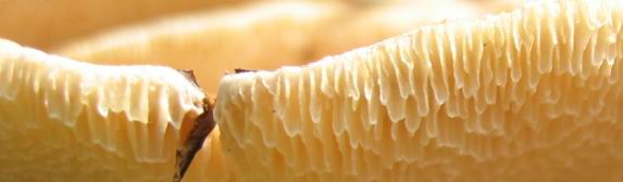 I Funghi primaverili: Polyporus squamosus