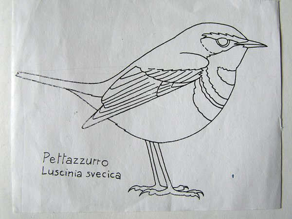 corso di disegno naturalistico 6 lezione