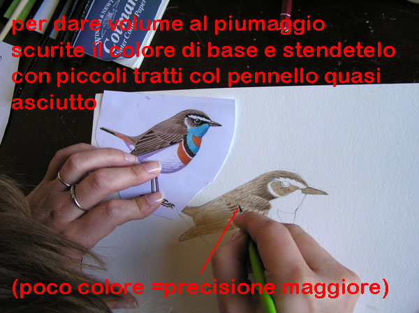 corso di disegno naturalistico 6 lezione