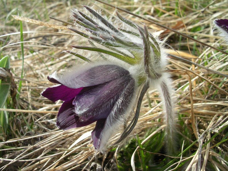 Pulsatilla montana / Pulsatilla comune