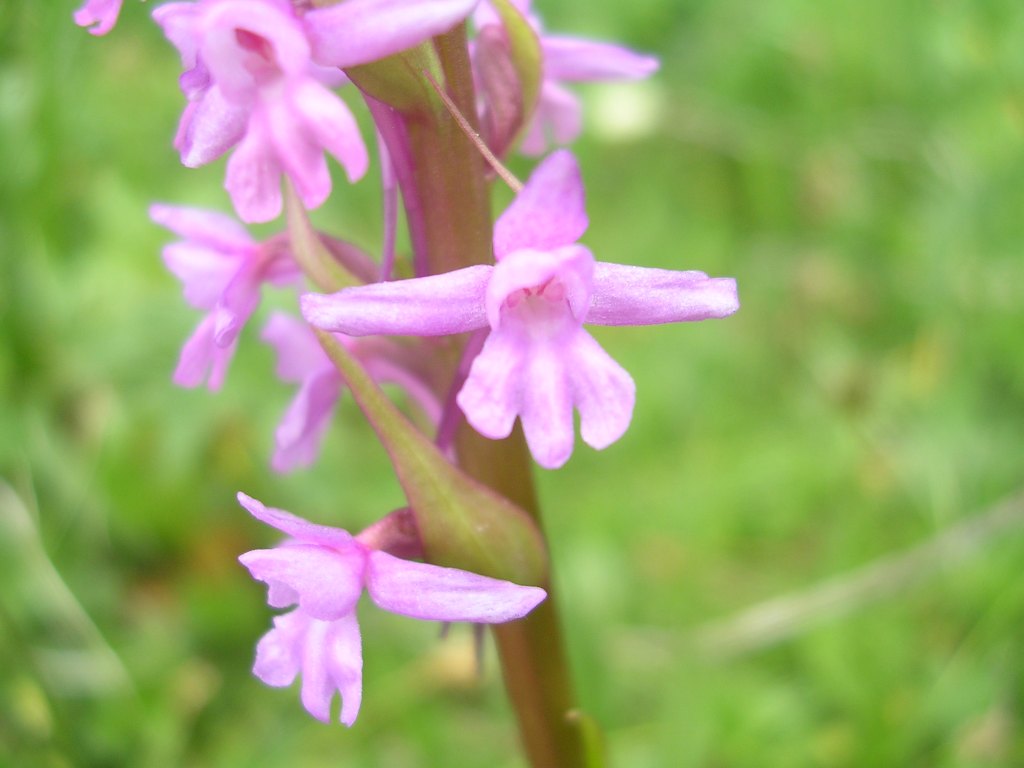 D. maculata,T. globosa, G. conopsea, N. rubra