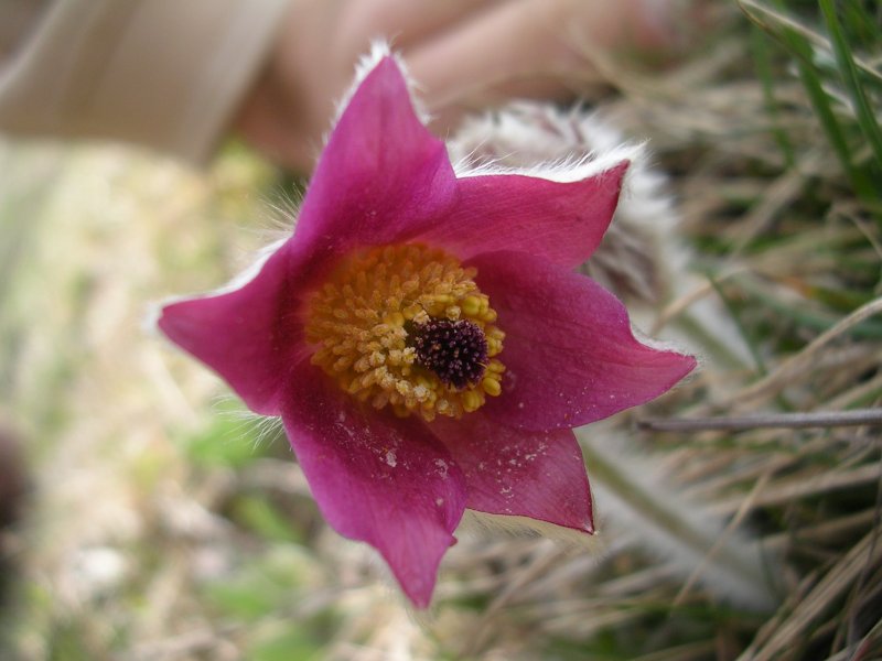 Pulsatilla montana / Pulsatilla comune