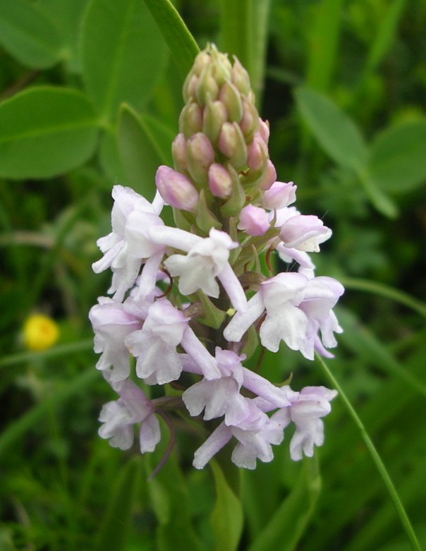 D. maculata,T. globosa, G. conopsea, N. rubra