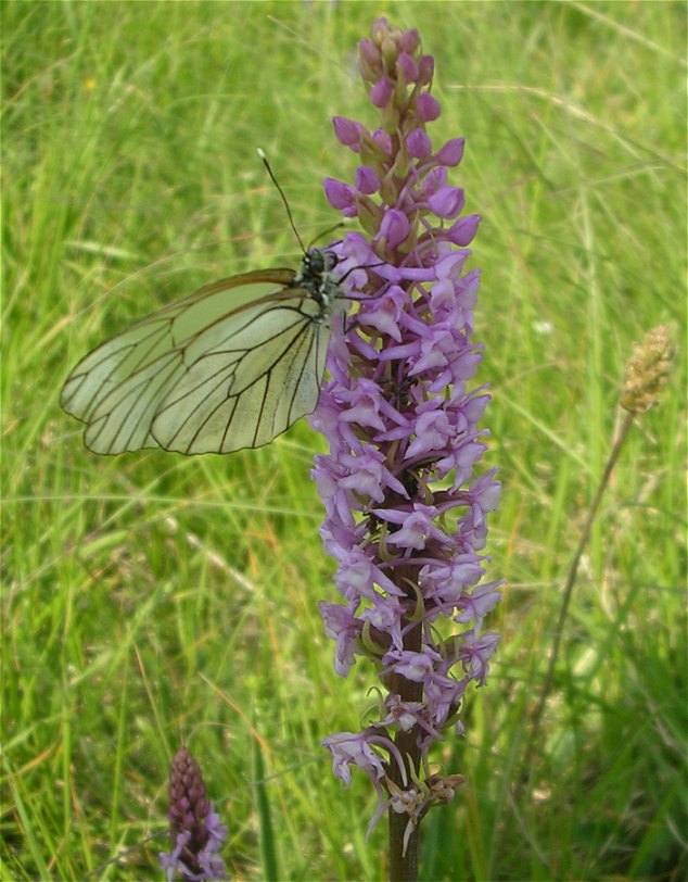 D. maculata,T. globosa, G. conopsea, N. rubra