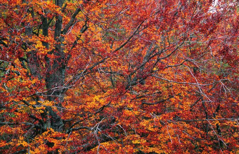 Scorci d''autunno