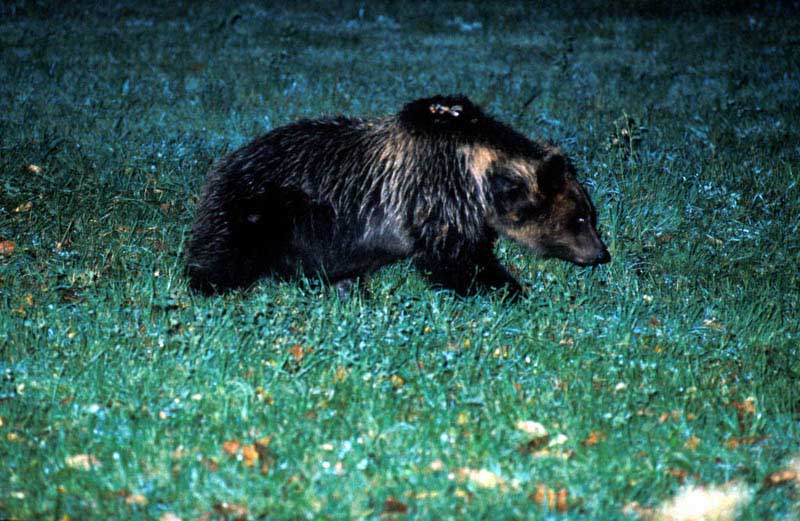 Ursus arctos.....l''habitat