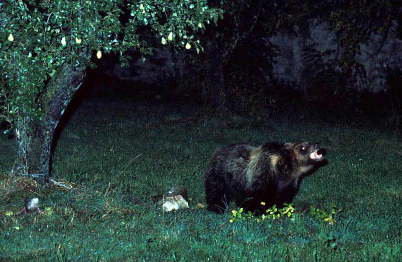 Ursus arctos.....l''habitat