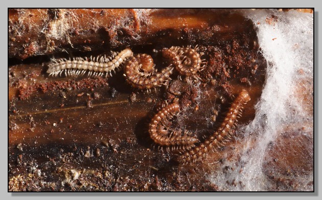 Polydesmus sotto la corteccia