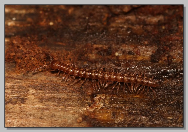 Polydesmus sotto la corteccia