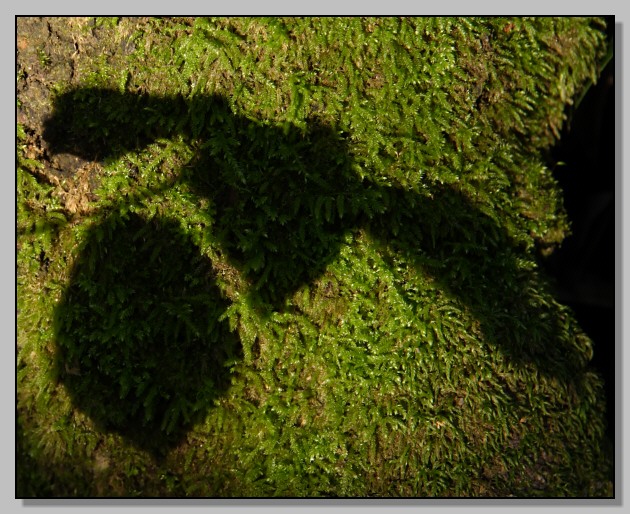 Da vicino nel bosco
