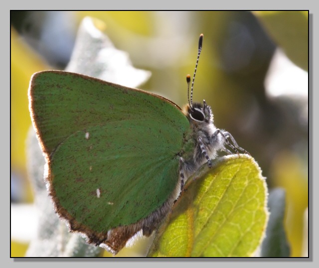 Callophrys rubi