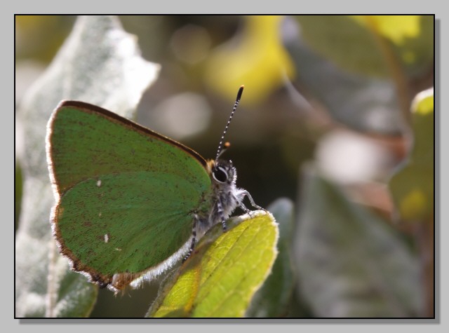 Callophrys rubi